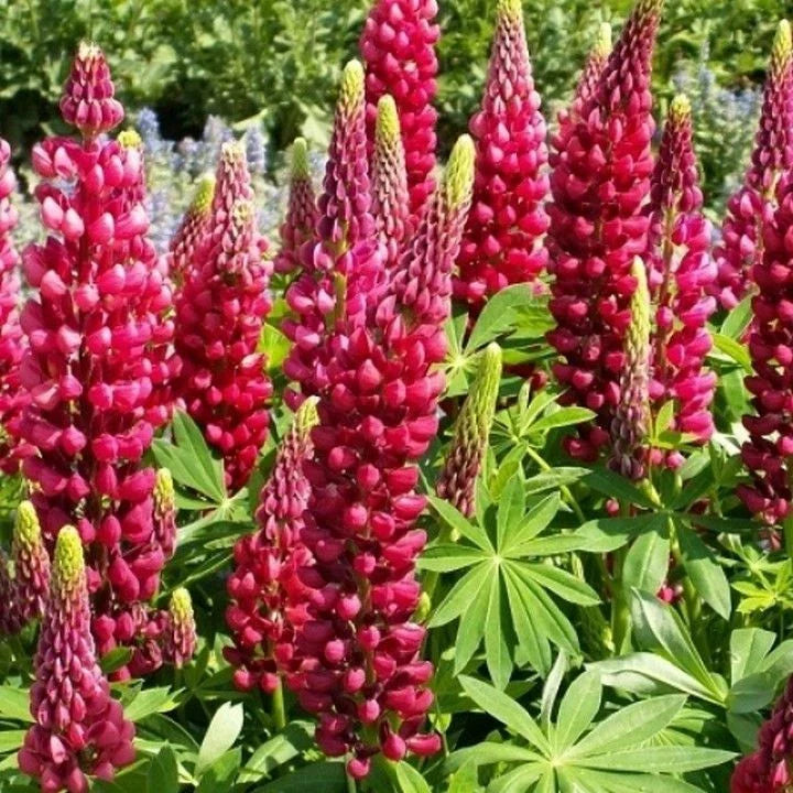 Red Russell Lupine Seeds - My Castle Variety - Colorful Red Blooms - Lupinus polyphyllus - FREE SHIPPING