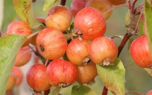 Evereste Crabapple Seeds - 25+ Pack for Garden Planting - Malus domestica - USA - Free Shipping