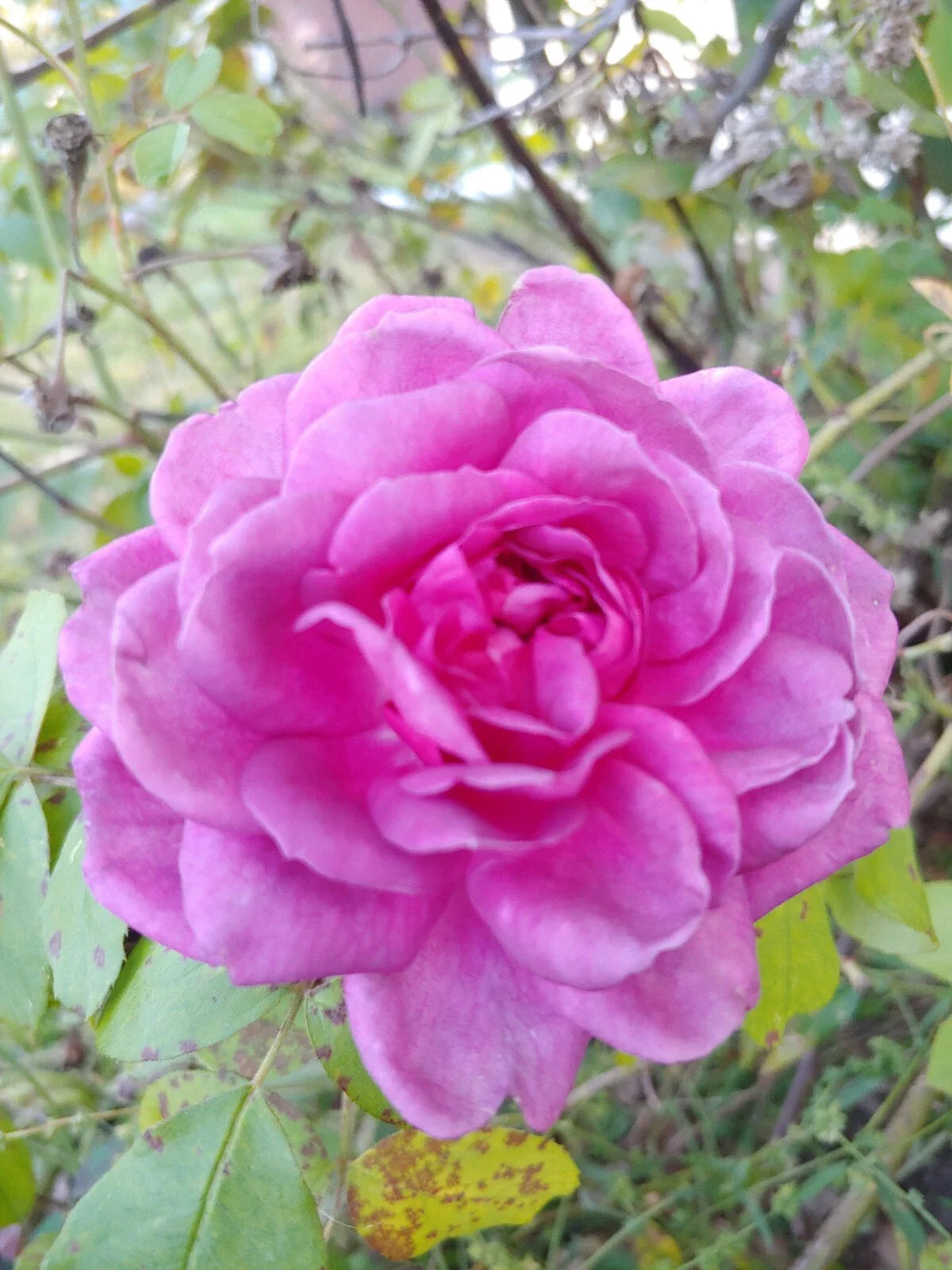 Rose Cuttings 4"-6" Lavender Crush | Fragrant Edible Jelly & Drink | Rosa spp.