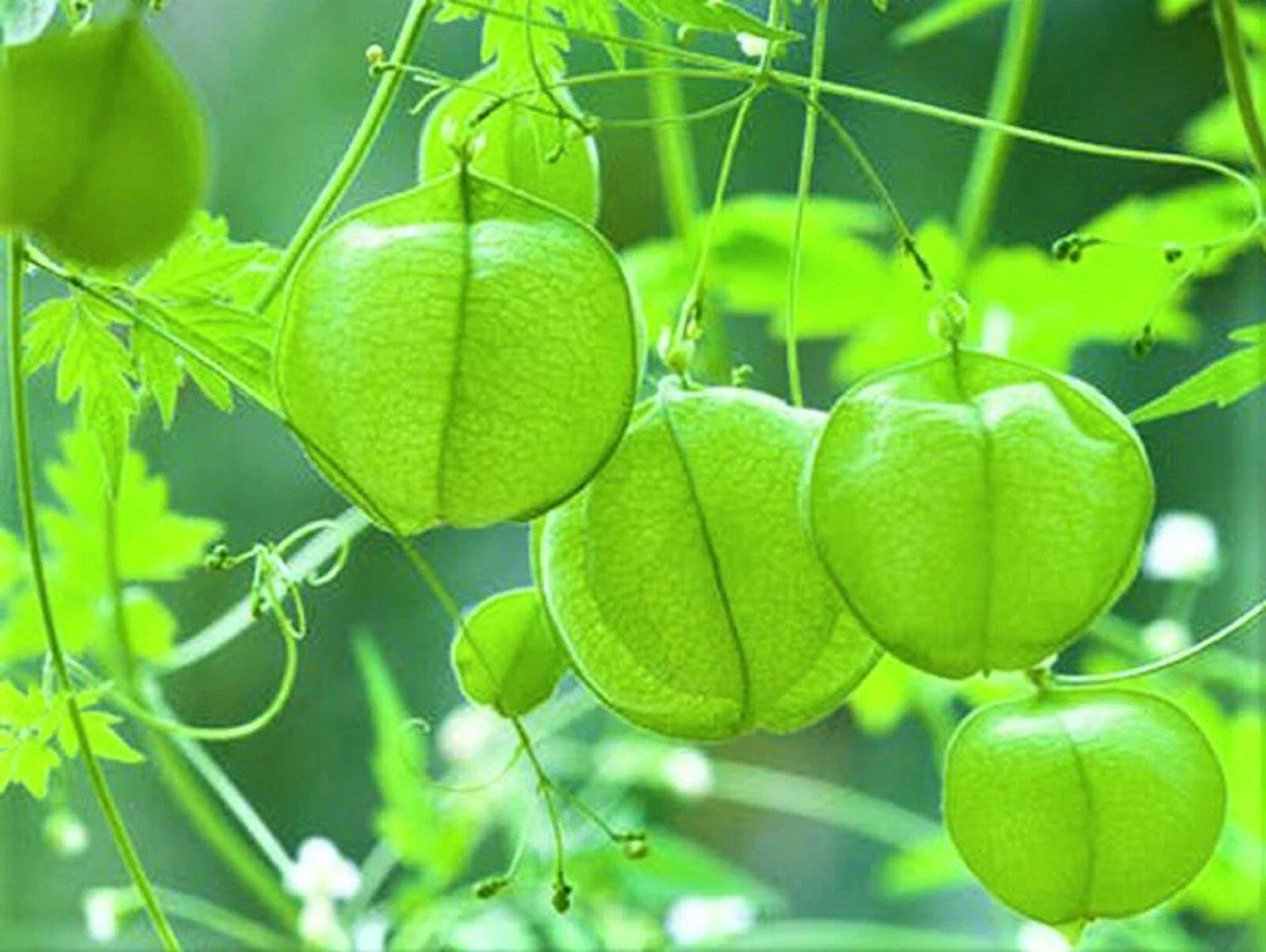 Love in the Puff Seeds - 10 Pack - Unique Edible Plant Seeds (Cardiospermum halicacabum)