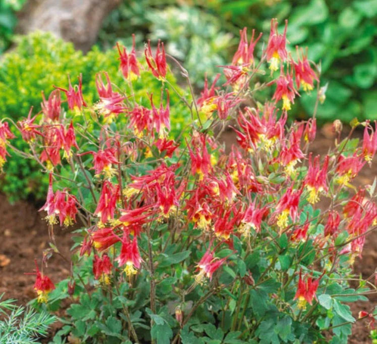 Columbine Seeds 500 Count Eastern Red Perennial Non-GMO Attracts Pollinators Aquilegia canadensis