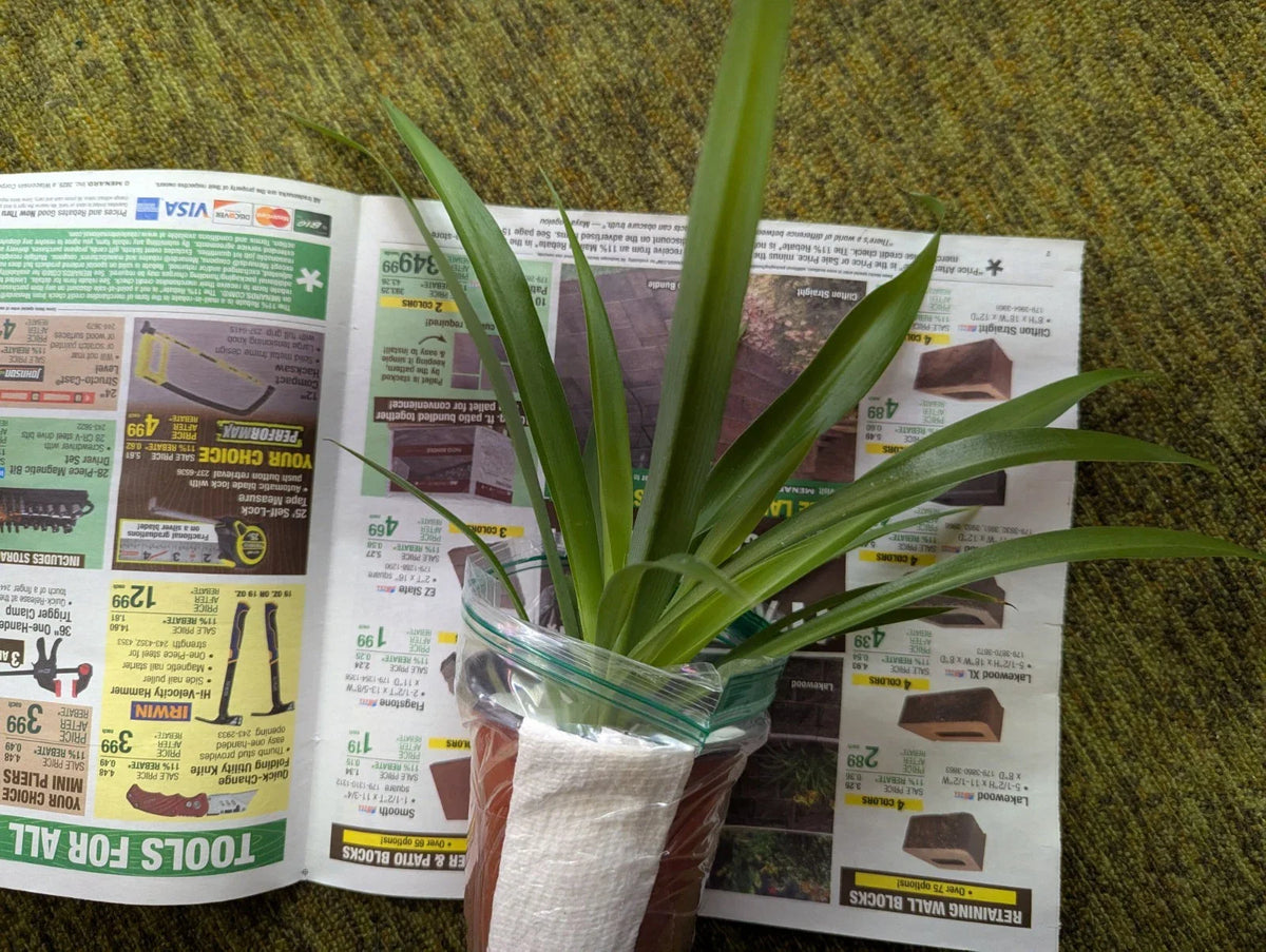 Rare Shamrock Spider Plant - 4 Inch Pot - Chlorophytum comosum - Green Indoor Houseplant - Air Purifying & Pet Safe