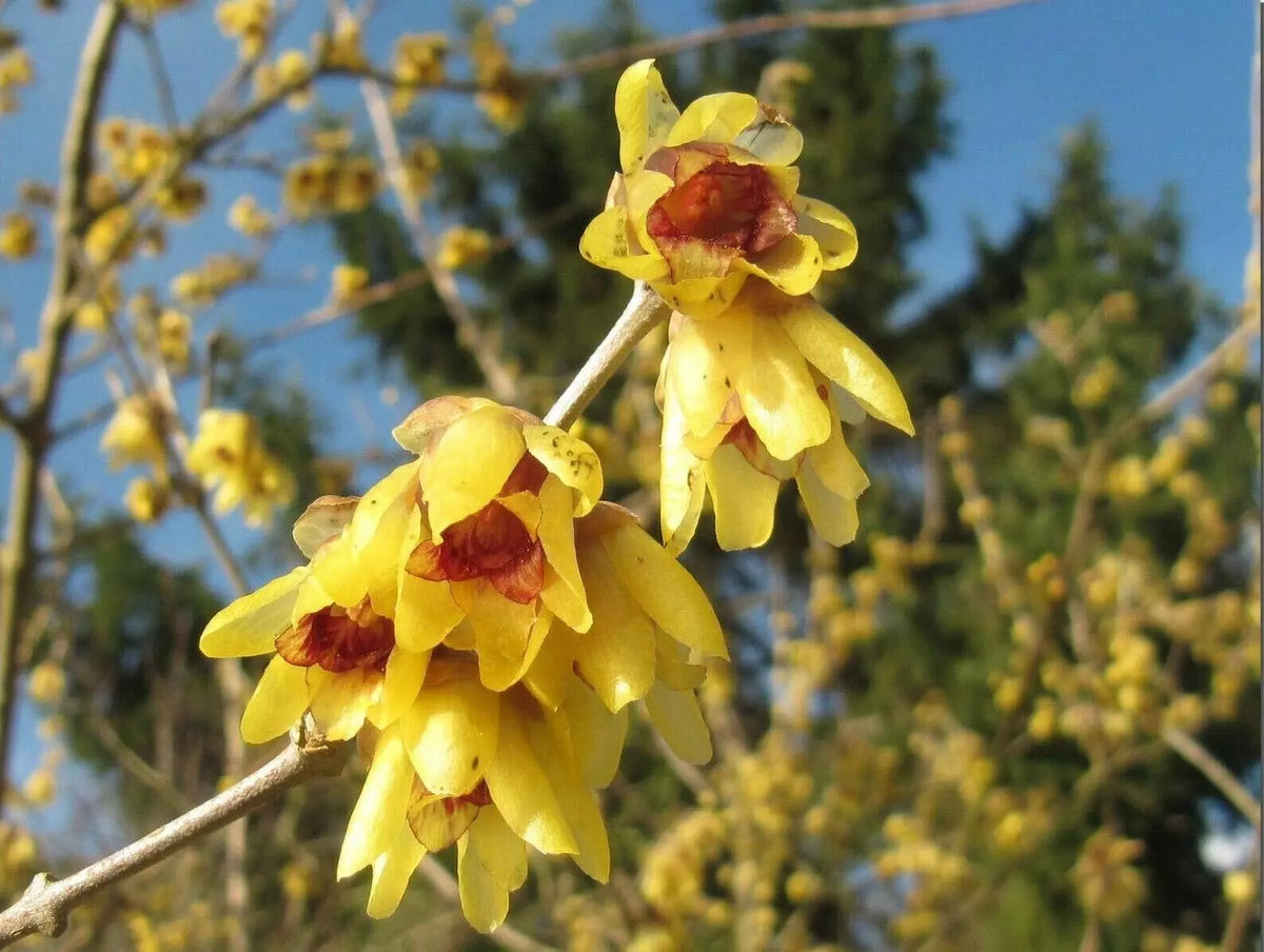 Wintersweet Seeds 10 Count - Chimonanthus praecox - Fragrant Winter Bloomer - Ships from Iowa, USA