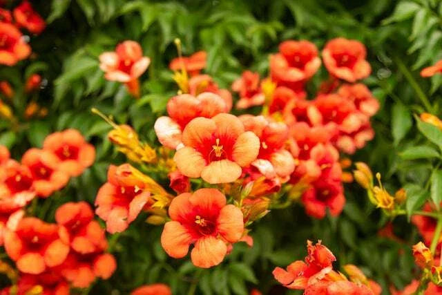 Yellow Hummingbird Bush Seeds - 20 Non-GMO Yellow Trumpet Vine Seeds - Tecoma stans