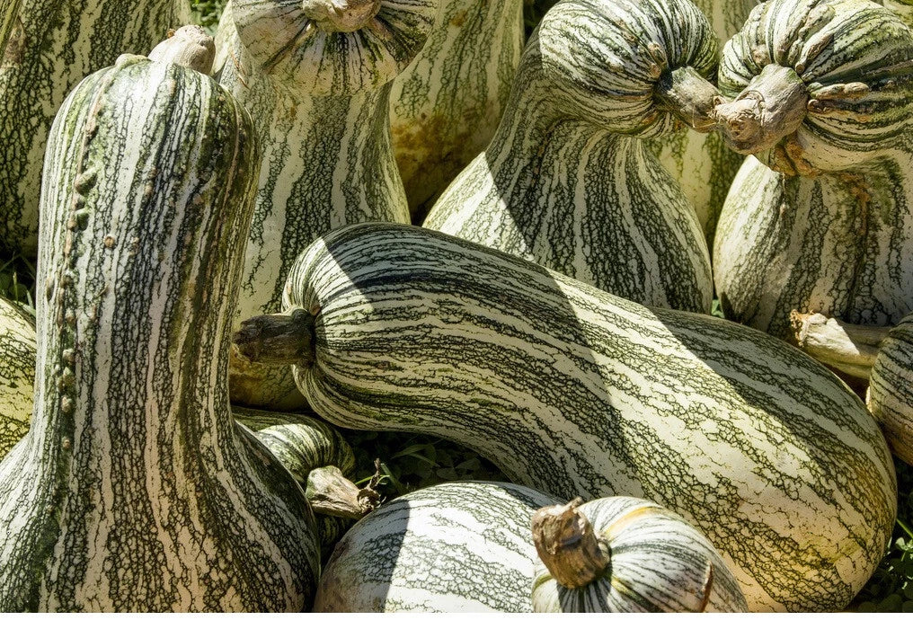 Cushaw Green Striped Pumpkin Seeds - 10 to 575 Seeds - Tennessee Sweet Potato Squash Gourd (Cucurbita argyrosperma)