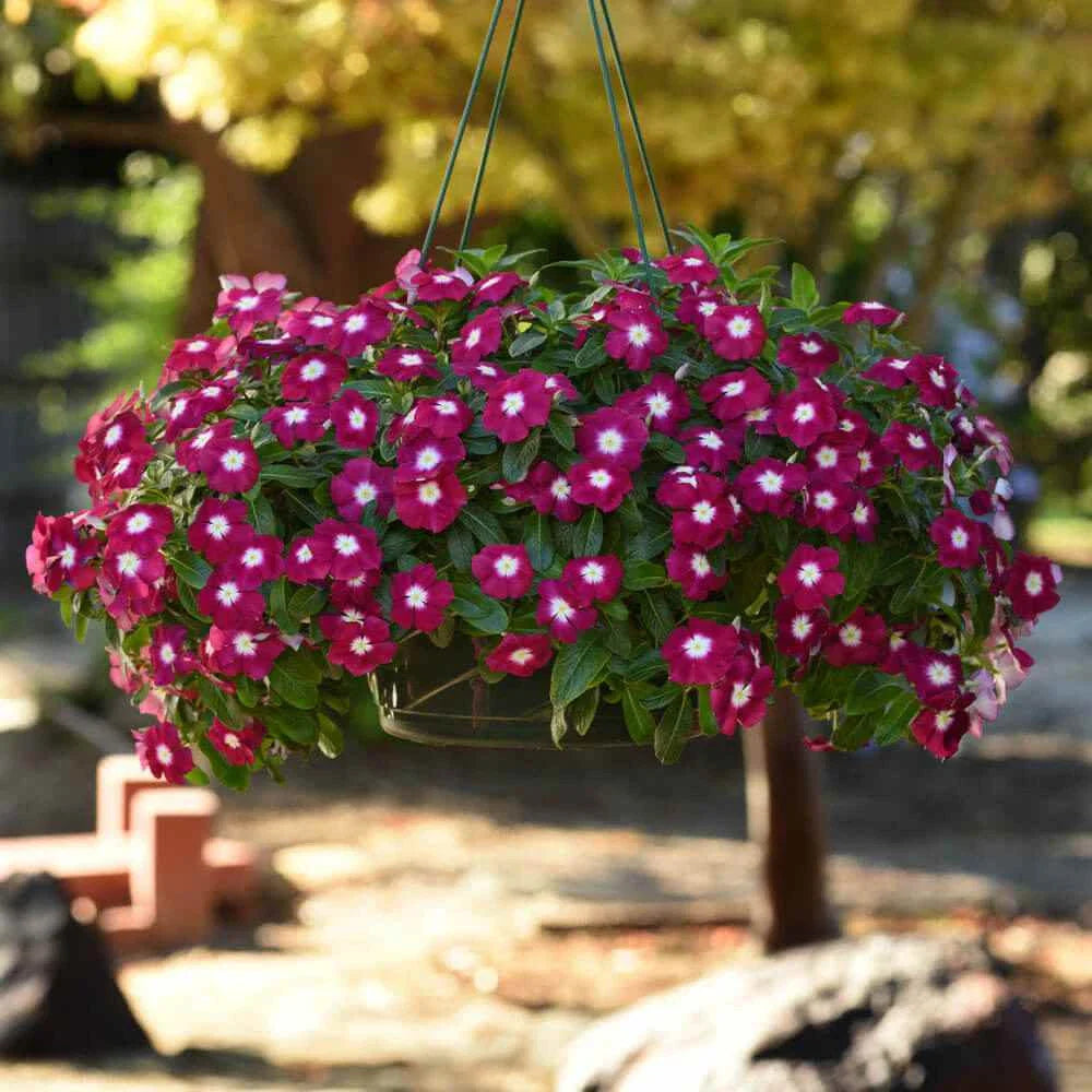 Vinca Seeds Set of 1000 - Sunsplash Burgundy GL - Catharanthus roseus - Non-Californian Shipping