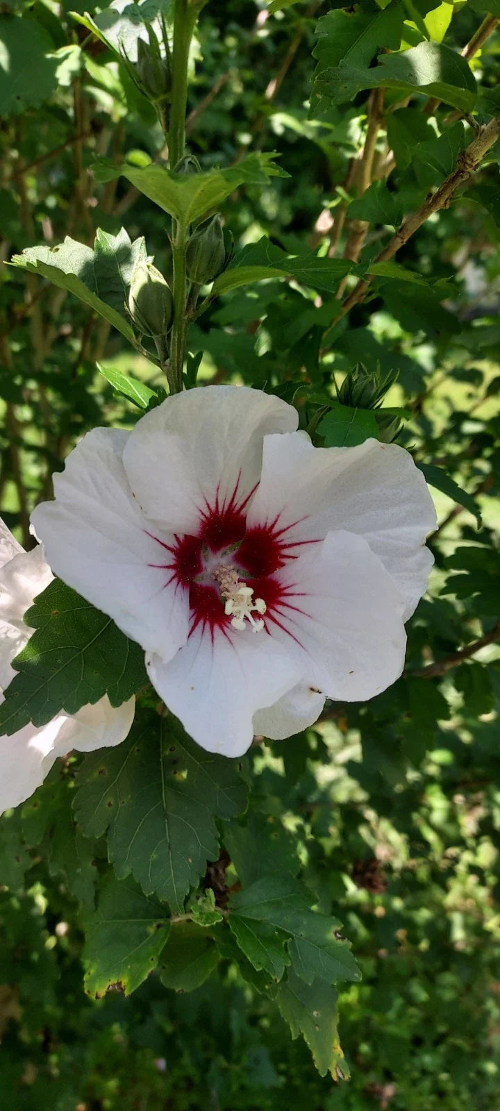 Unrooted Cuttings Rose of Sharon Hibiscus syriacus White with Maroon Flowers