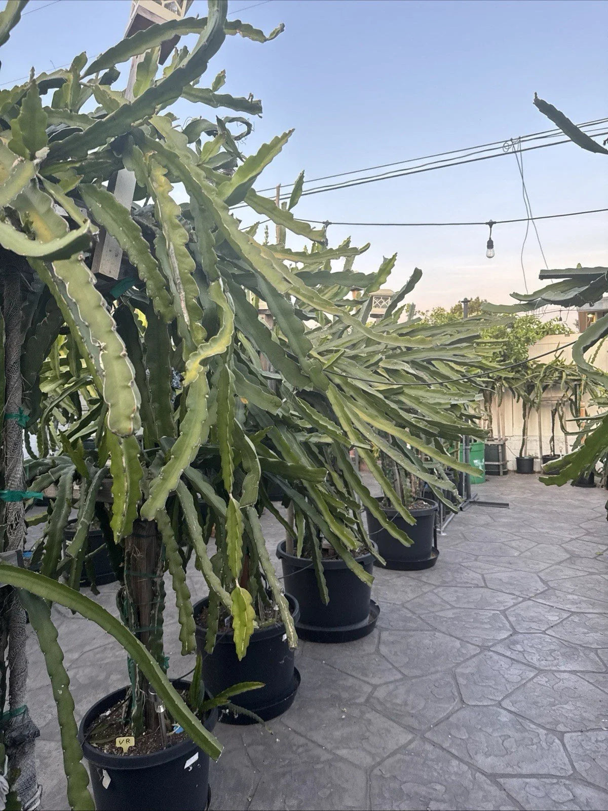 Dragon Fruit Cuttings - 5 Unknown Varieties - 20-26 Inches Long - Pitaya (Hylocereus spp.)