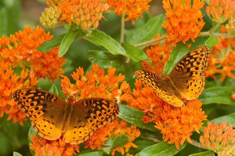 Butterfly Weed – Asclepias tuberosa Live Starter Plant, Native Perennial, Monarch Attracting, Pollinator-Friendly Garden Plant