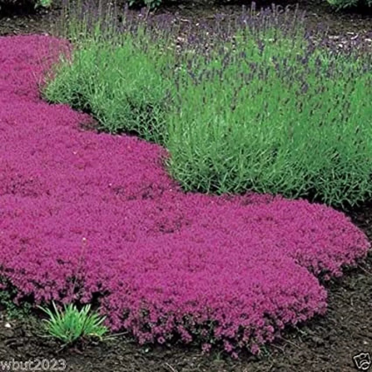 Creeping Thyme Seeds - 500 Count - Magic Carpet - Thymus serpyllum - Perennial Ground Cover