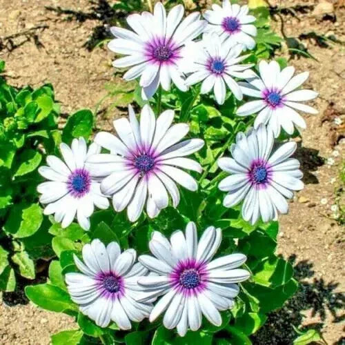 Cape Daisy Flower Seeds - 100+ African Wildflower Cape Marigold, Drought Tolerant, Colorful Blooms, Osteospermum spp.