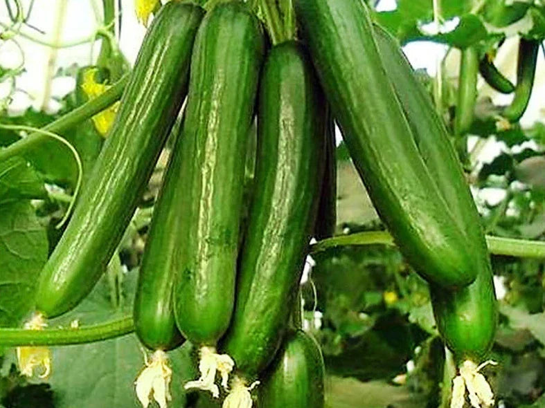 25+ Beit Alpha Cucumber Seeds - Organic Heirloom - Persian Lebanese Variety - Fresh for Planting