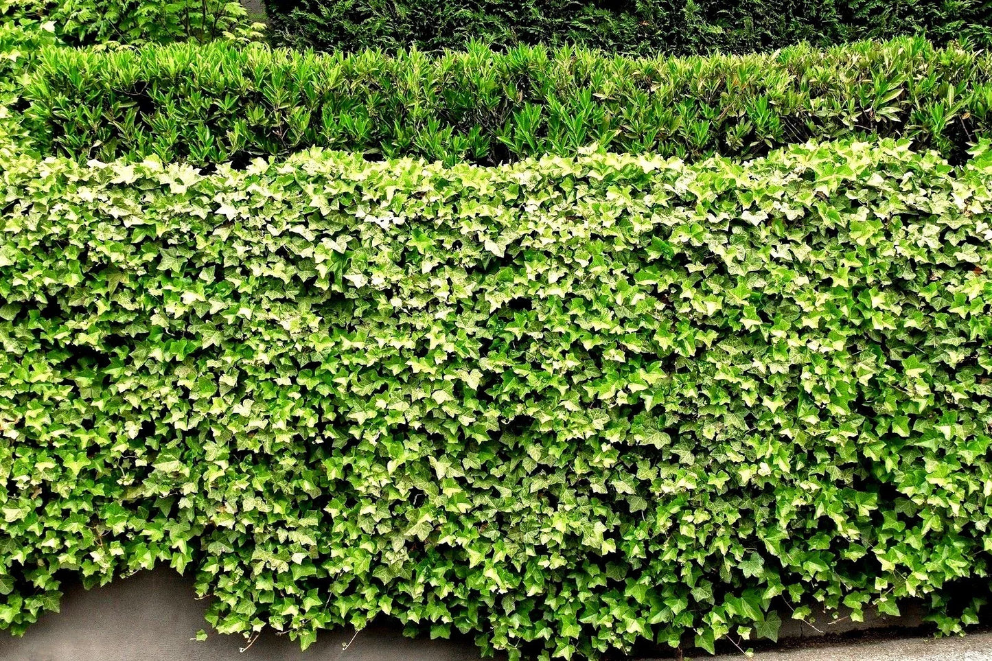 Live English Ivy Roots - 10 Pack - Green Ground Cover for Garden and Patio - Hedera helix
