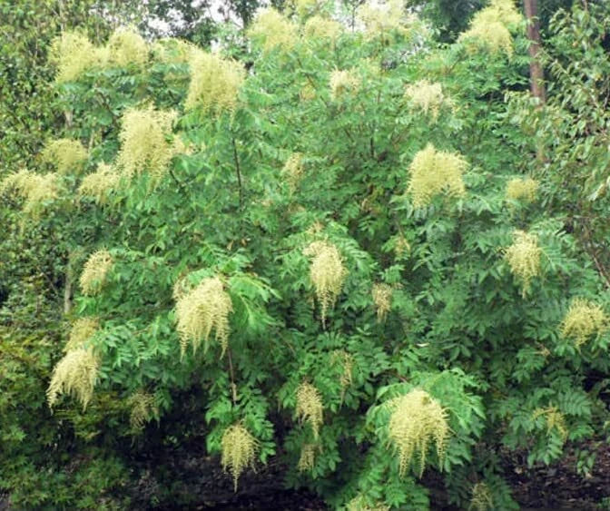 Chinese Sumac Tree Seeds - 30 Pack - Nutgall Tree - Rhus chinensis
