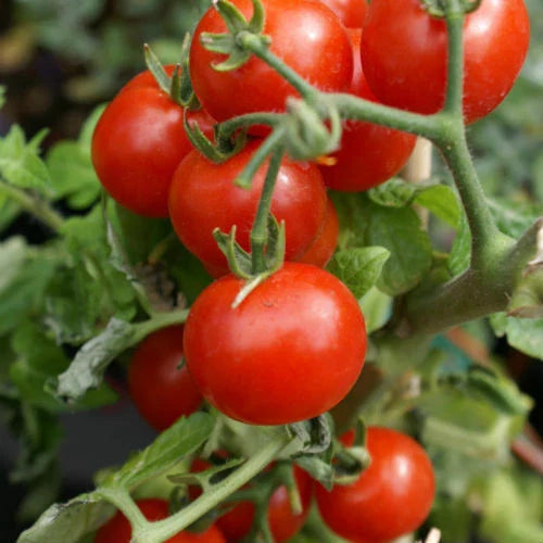 Cherry Tomato Seeds - Large Red Heirloom Non-GMO - Solanum lycopersicum - Free Shipping
