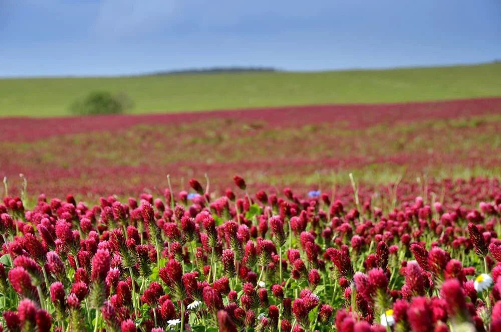 Crimson Clover Seeds - Organic, Non-GMO, Cover Crop - Trifolium incarnatum, 1 lb