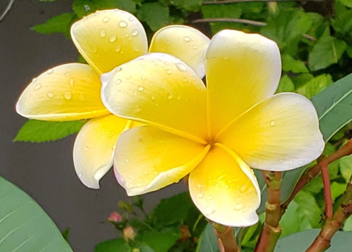 Yellow Plumeria Cuttings - Frangipani Plant Cuttings for Gardening - Plumeria rubra