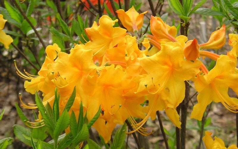Aromi Azalea Starter Plant - Appalachian Gold Rhododendron, Deciduous, Small Size, Vibrant Yellow Blooms