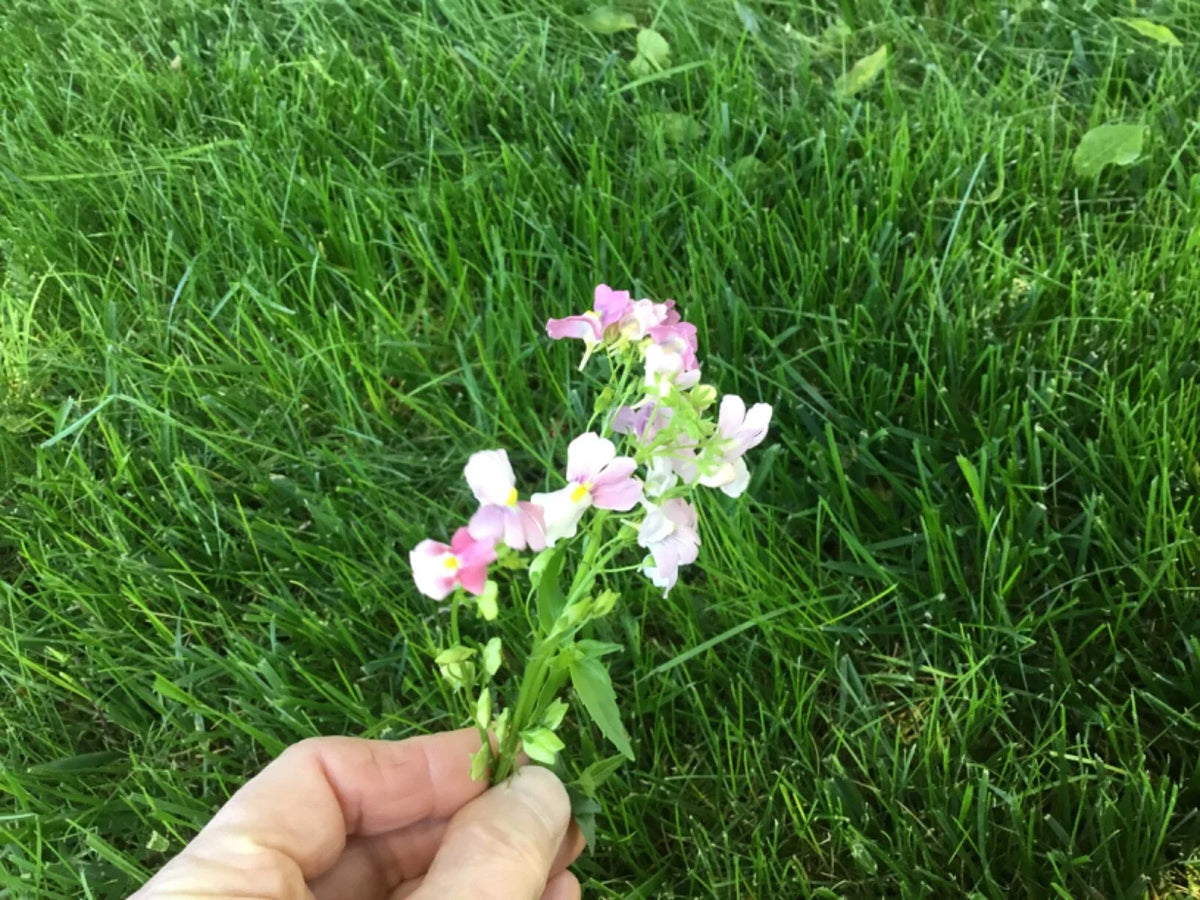 Nemesia Seeds - 150 Count - Poetry Opal Innocence - Perennial Cape Snapdragon - Flowering Plant
