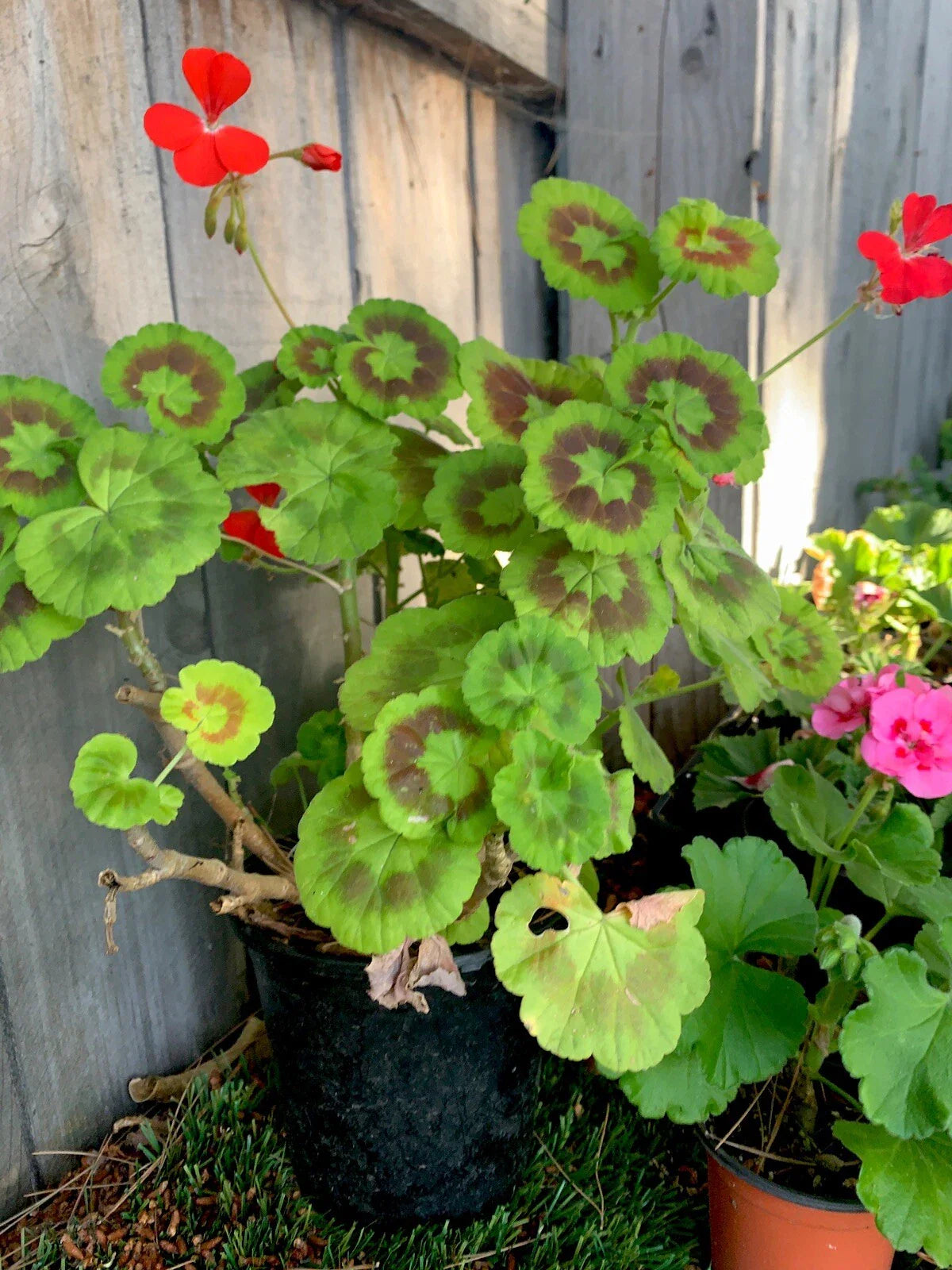 Variegated Geranium Plant 7” Pot 15” Height Pelargonium × hortorum