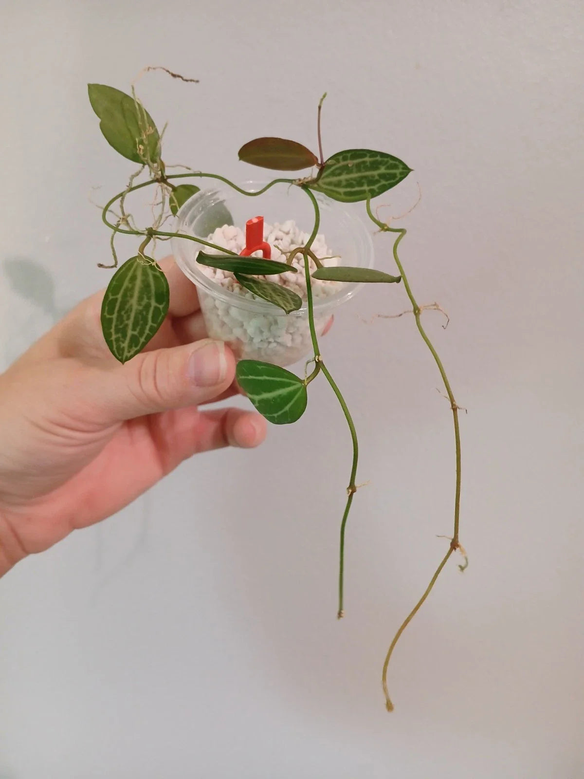 Dischidia Ovata Cutting - Succulent Plant - Tropical Houseplant - Easy Care Variety - Ideal for Propagation