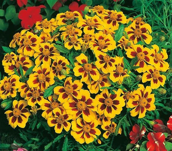 Dwarf French Marigold Seeds - 301+ Naughty Marietta - Ideal for Garden & Patio - Tagetes patula