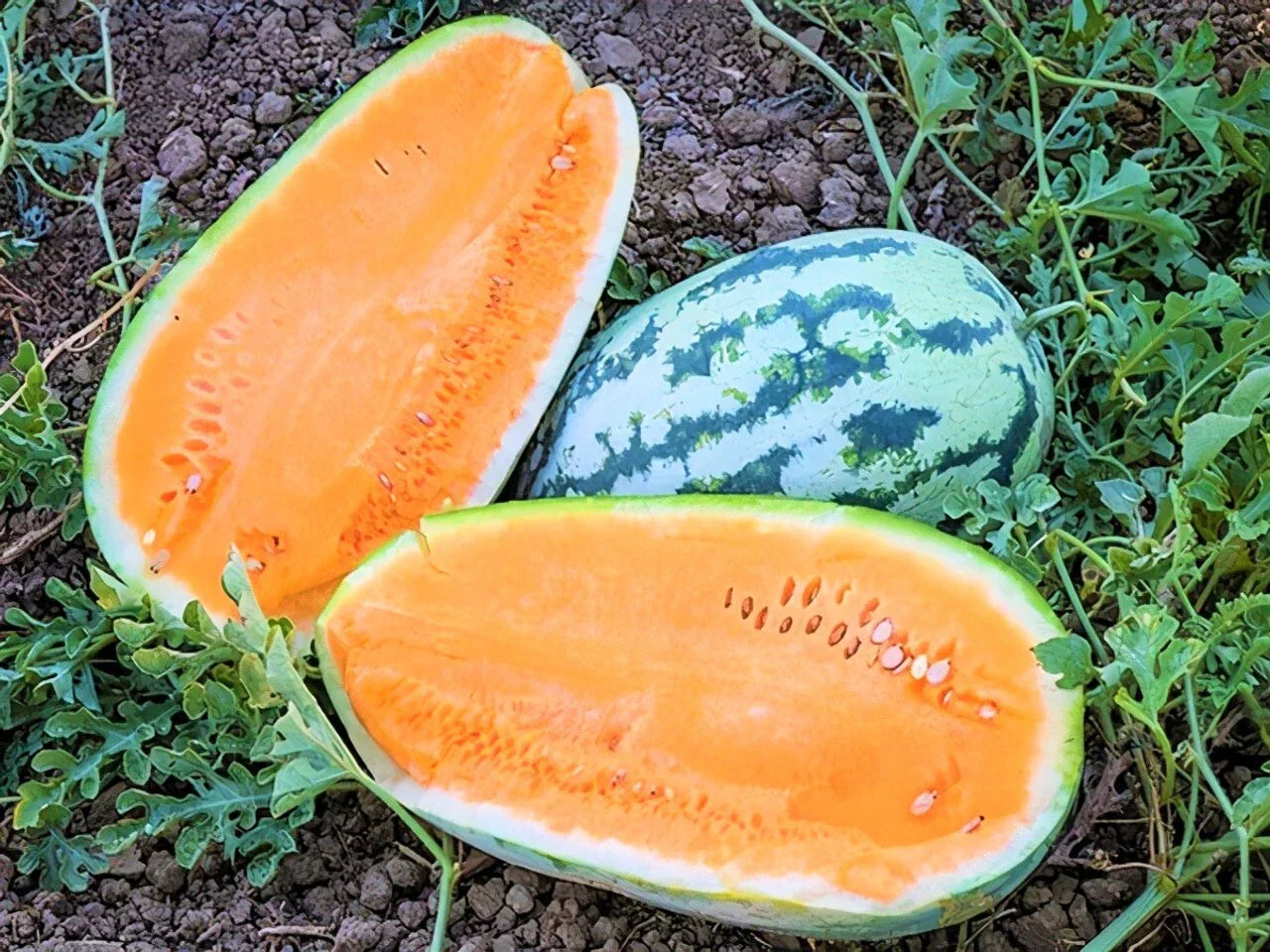 Tendersweet Orange Watermelon Seeds - Heirloom, Non-GMO, Organic - Citrullus lanatus - 10+ Seeds