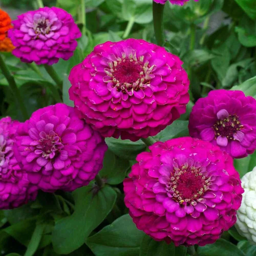 Zinnia Seeds - 100+ Lilliput Purple - Flower Garden Seeds for Planting - Zinnia elegans