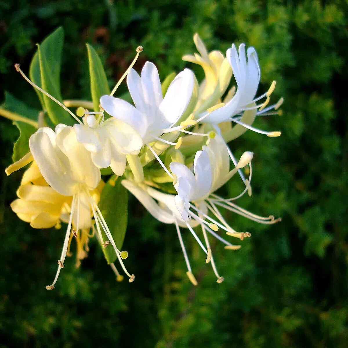 Well-Rooted Starter Plant - Japanese Honeysuckle - Lonicera japonica - Fast-Growing, Fragrant Climbing Vine