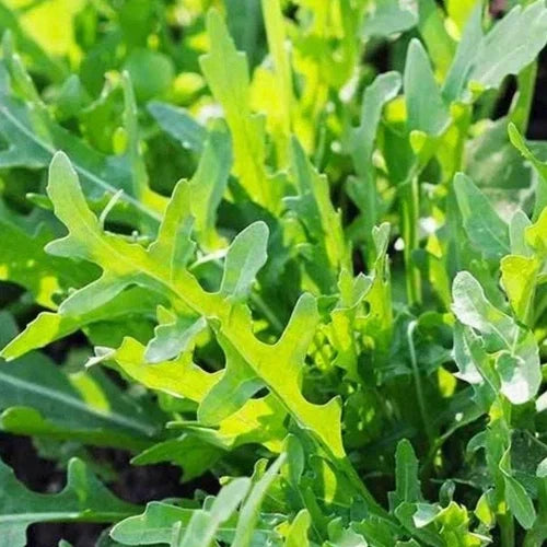 Roquette Arugula Seeds | Heirloom Non-GMO | Organic Salad Greens | Eruca sativa | Free Shipping