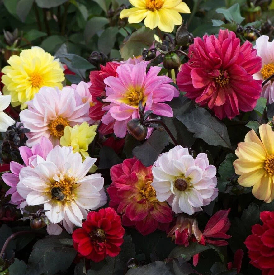 Dahlia Seeds - Diablo Mix - 25 Count - Colorful Blooms for Gardens - Dahlia variabilis