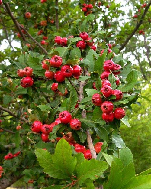 Live Mayhaw Fruit Trees - 6" Heirloom Red Seedlings - Crataegus aestivalis - Apple Hawthorn Plants