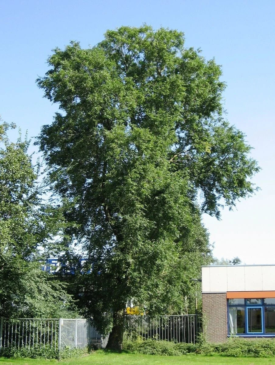 Siberian Elm Tree Seeds - Ulmus pumila - Hardy, Fast-Growing Tree for Landscaping and Reforestation