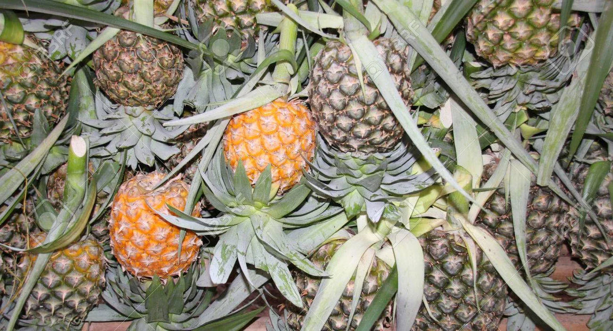 Cayena Lisa Pineapple Seeds - 15+ Count - Garden Planting - Ananas comosus - USA