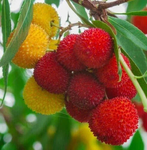 Strawberry Tree Seeds, Rare Flowering Arbutus Unedo, Exotic Fruit, Madroño, 1 Seed
