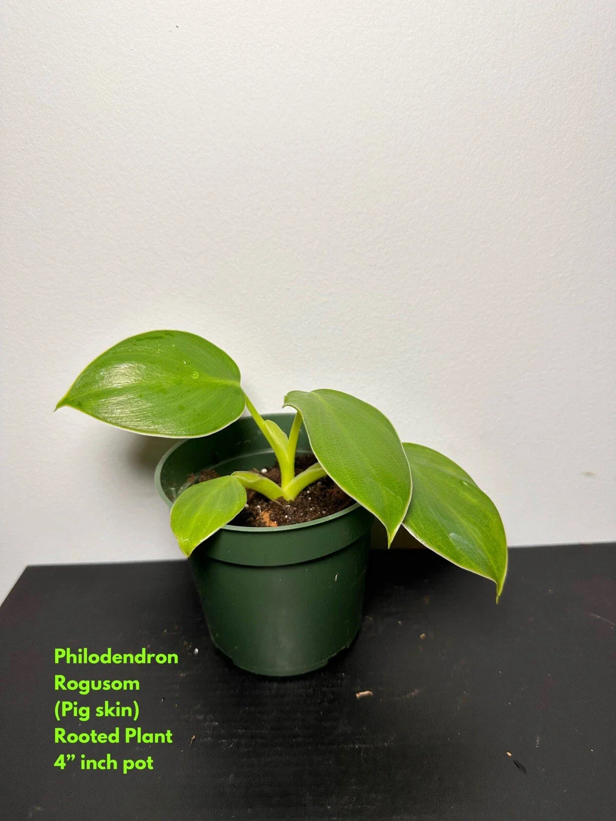 Philodendron Rogusom Rooted Top Cutting - Pig Skin Variety - Tropical Houseplant for Indoor Decor