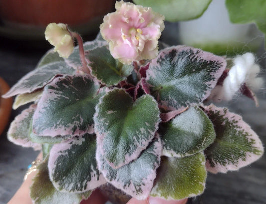 Mini African Violet Unrooted Leaves 2-Pack NL-KNYAGINYA Ol’ga - Fresh Cut Plant Cuttings for Propagation
