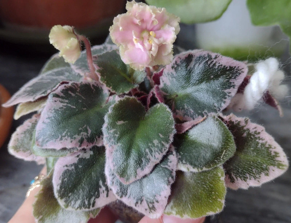 Mini African Violet Unrooted Leaves 2-Pack NL-KNYAGINYA Ol’ga - Fresh Cut Plant Cuttings for Propagation