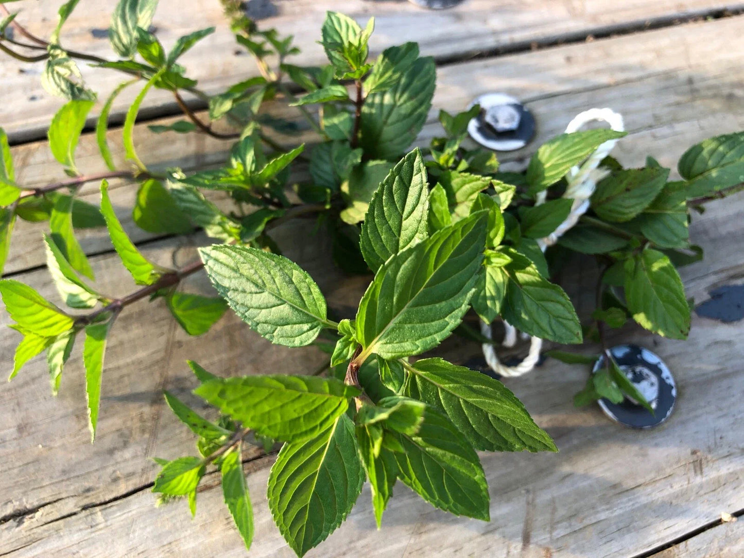 Organic Peppermint Rooted Cuttings x 5 - Ready for Soil - Mentha × piperita - Easy Start for New Plants