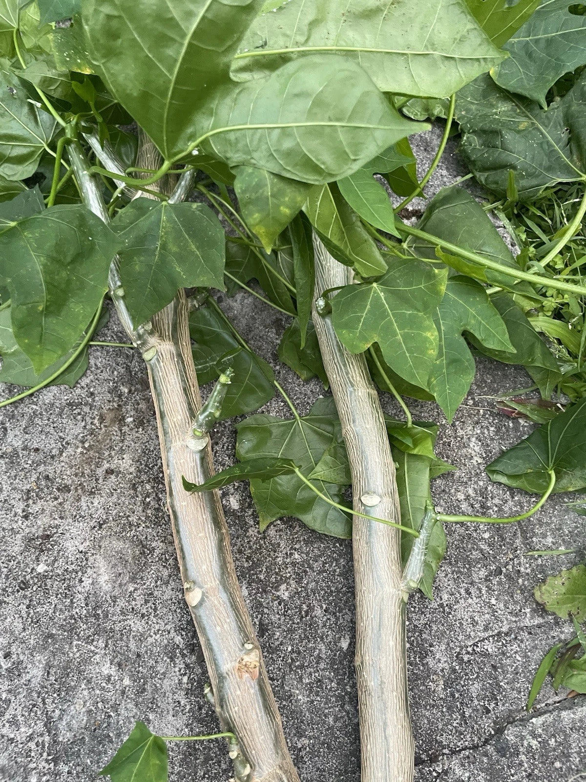 Hawaii Chaya Cuttings - 15 Superfood Plants in Volcanic Soil, Cnidoscolus