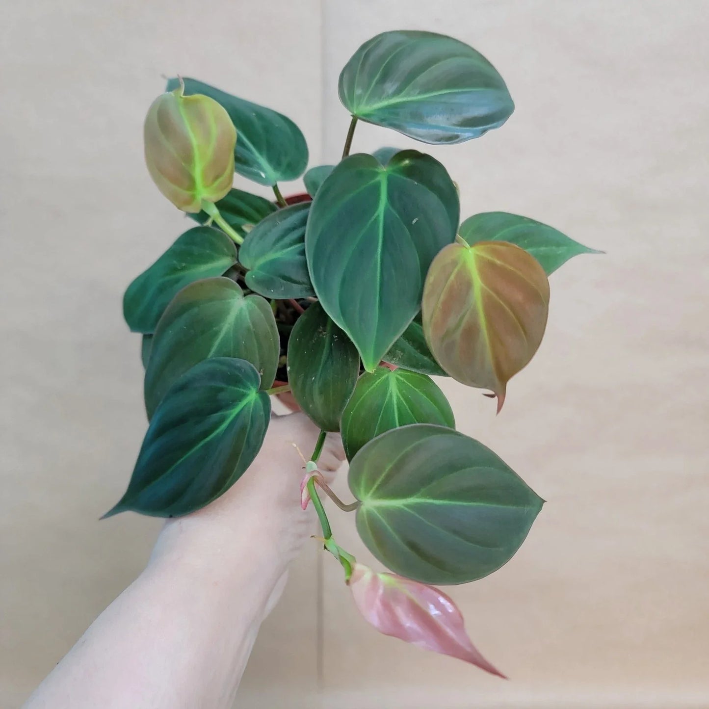 Philodendron Micans 4" Potted Plant - Velvet Green Heart-Shaped Leaves, Indoor Houseplant, Philodendron spp.