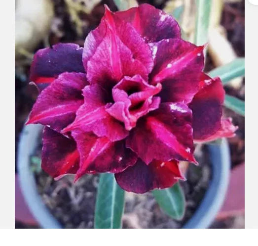 Desert Rose Plant - Small Rooted Seedling - King Purple Variety - Adenium Obesum - 4-6 Inches