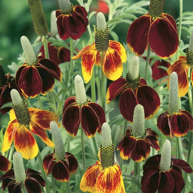 Mexican Hat Seeds - 200 Organic Seeds - Ratibida columnifera - USA Grown, Free Shipping