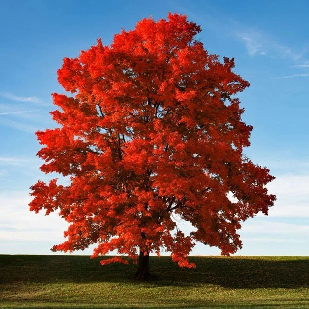 Red Maple Seeds for Planting Outdoors - 50+ Heirloom Acer rubrum Tree Seeds - Fast Germination, Native Variety