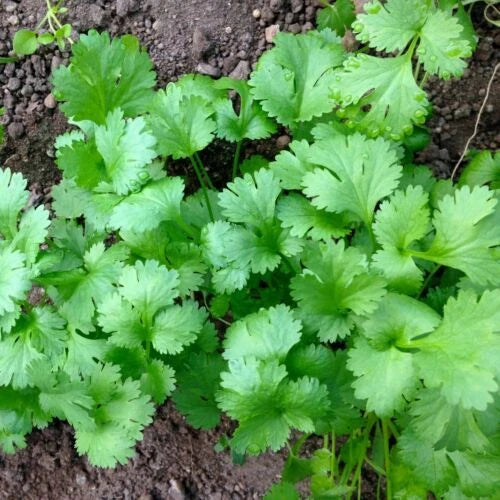 Cilantro Seeds - Heirloom Non-GMO Variety - Coriander Seeds for Herb Garden - Coriandrum sativum