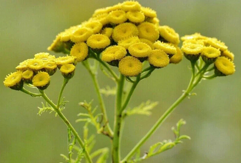 Tansy Plant - Tanacetum Vulgare - Medicinal Insect and Mosquito Repellent Herb