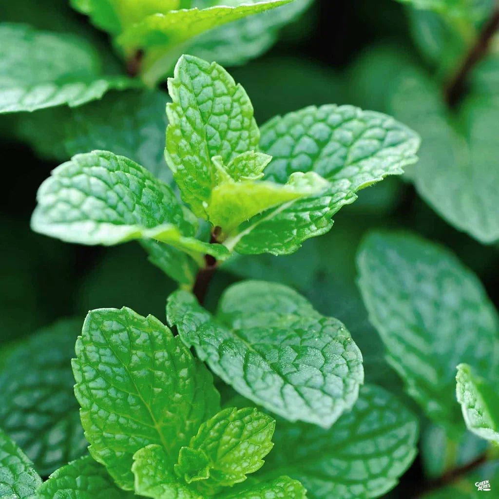 Live Peppermint Plant - 4" Pot - Mentha x Piperita - Fast Growing Herb for Culinary Use