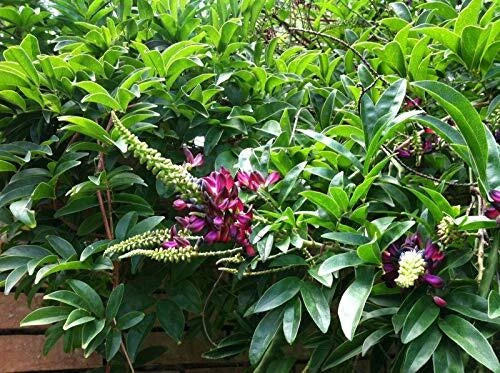 Evergreen Wisteria Seeds - 5 Bright Pink Climbing Flower Perennial Seeds (Wisteria floribunda)