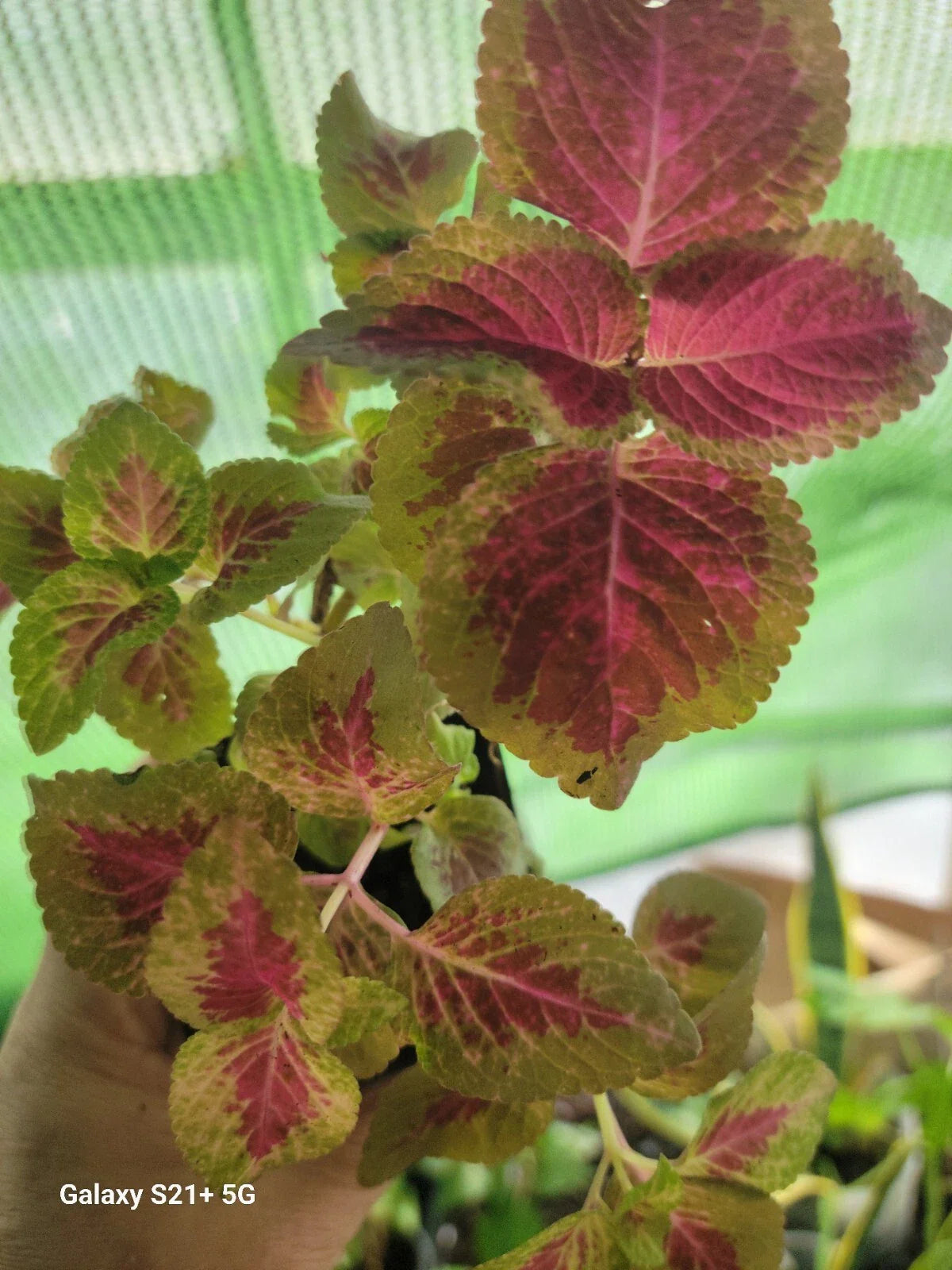Coleo Plant - Tropical Indoor Plant - 1 Plant - Partial Shade - Variegated Foliage (Solenostemon scutellarioides)
