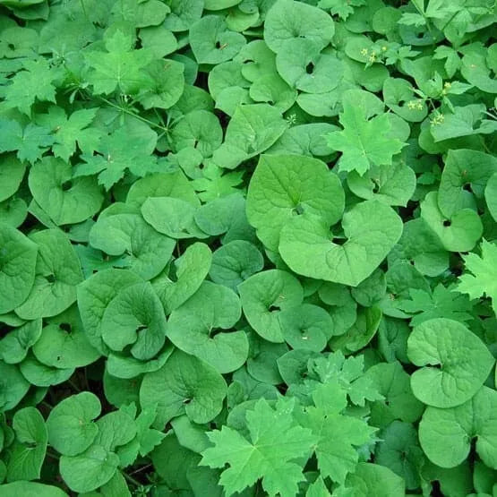 Wild Ginger Plant Roots 10-Pack Asarum Canadense Woodland Bareroot Native Wildflower